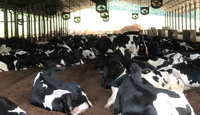 Doenças metabólicas em bovinos de leite entenda quais mais afetam as vacas